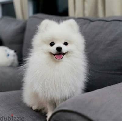 Pomeranian female puppy  teacup size بومرينيان