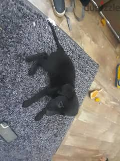 black coat dog for sale