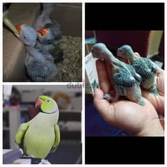 بغبغان درة صغير parrot