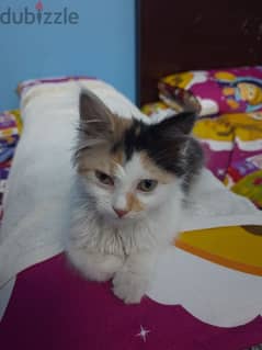قطه شيرازي كاليكو ٣شهور للبيع