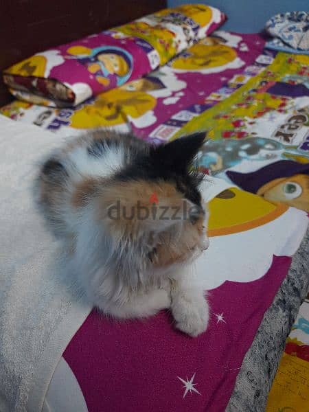 قطه شيرازي كاليكو ٣شهور للبيع 1