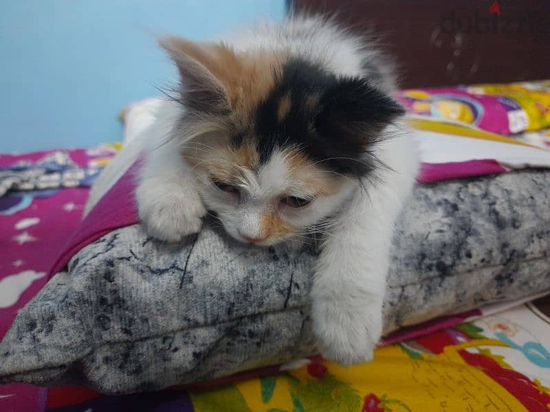 قطه شيرازي كاليكو ٣شهور للبيع 2