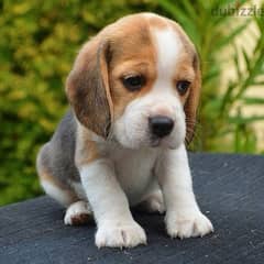 beagle بيجل