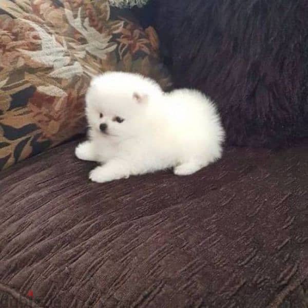 Bright white Pomeranian premium quality FCI bloods بومرينيان ابيض ناصع 0