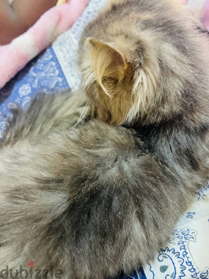 قط شيرازي رمادي اللون 3