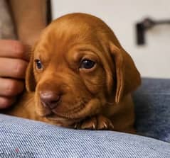 Hungarian Vizsla puppy Male from Russia FCI