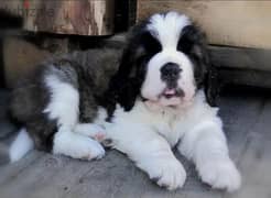 Saint Bernard From Miles Shadow Carlos Male From Russia 0