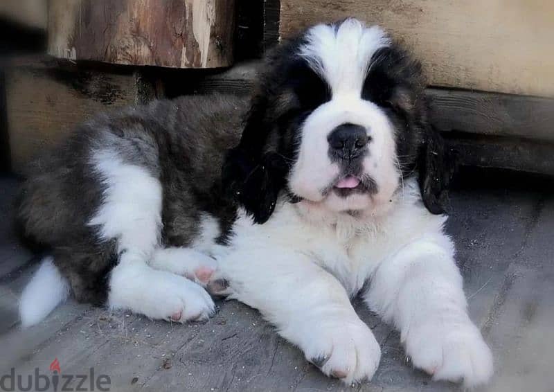 Saint Bernard From Miles Shadow Carlos Male From Russia 1