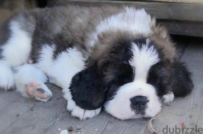 Saint Bernard From Miles Shadow Carlos Male From Russia 2