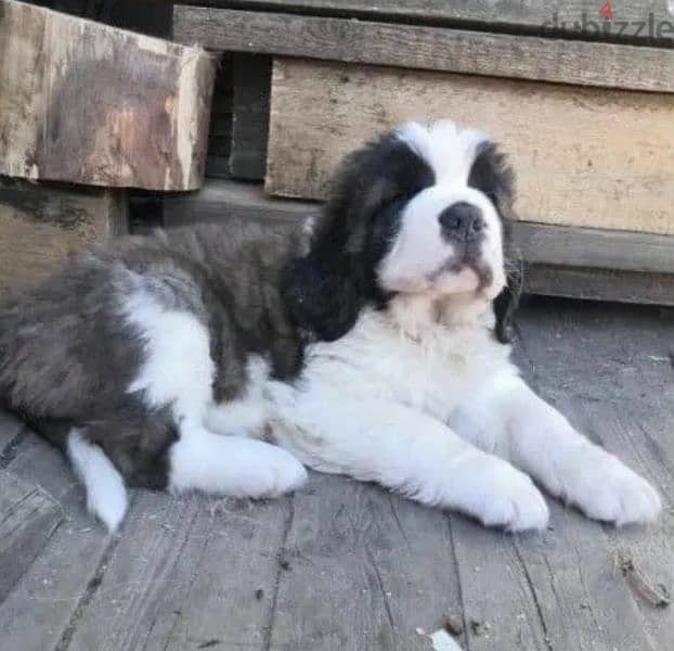 Saint Bernard From Miles Shadow Carlos Male From Russia 3