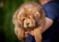 Tibetan mastiff puppy From Russia 0