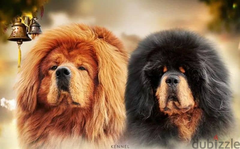 Tibetan mastiff puppy From Russia 1