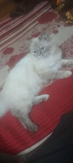 قطة شيرازي هيملايا مون فيس