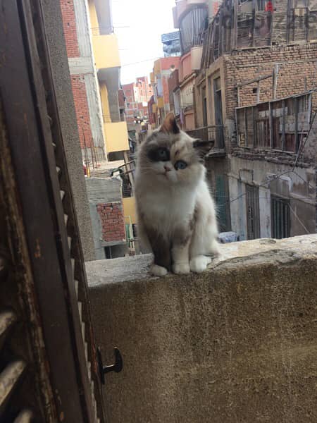 قطه راغدول تركي 2