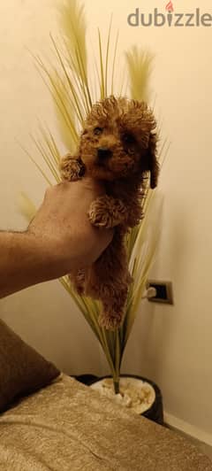 Toy Poodle puppies