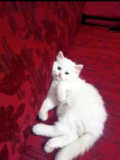 قطة شيرازي بيور