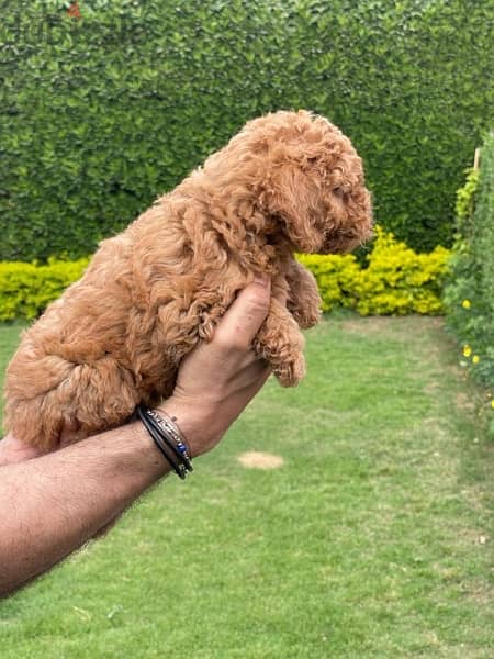 toy poodle 4