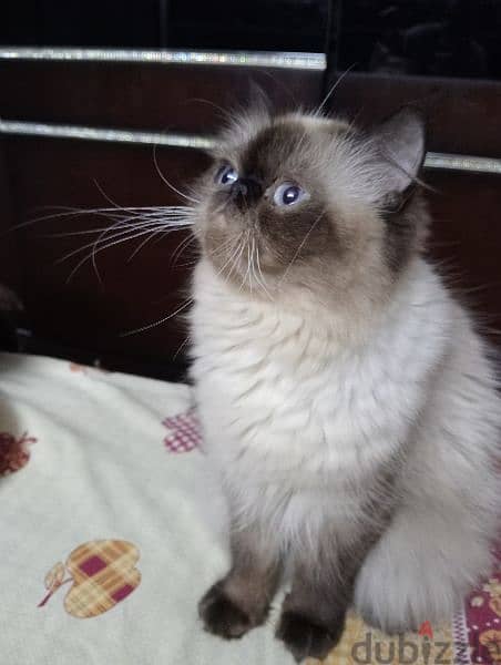 قطة هيمالايا شوكليت بيكي فيس زرار 1