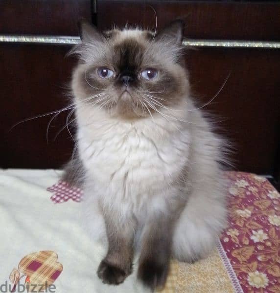 قطة هيمالايا شوكليت بيكي فيس زرار 3