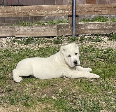 white alabai boys puppies from Russia