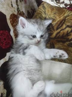 للبيع 3 قطط شيرازي عمر 45 يوم في الإسكندرية 0