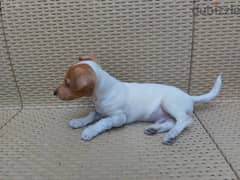 pure European Jack russell puppy