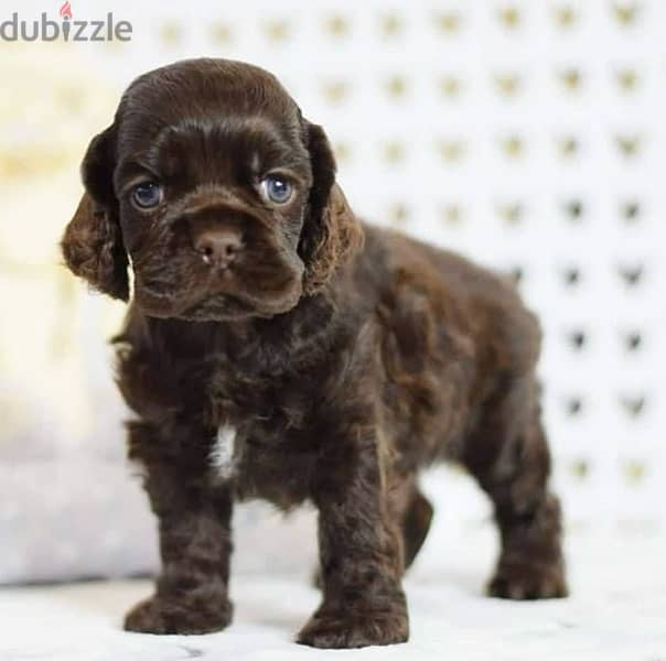 available for sale top quality American cocker puppies 2