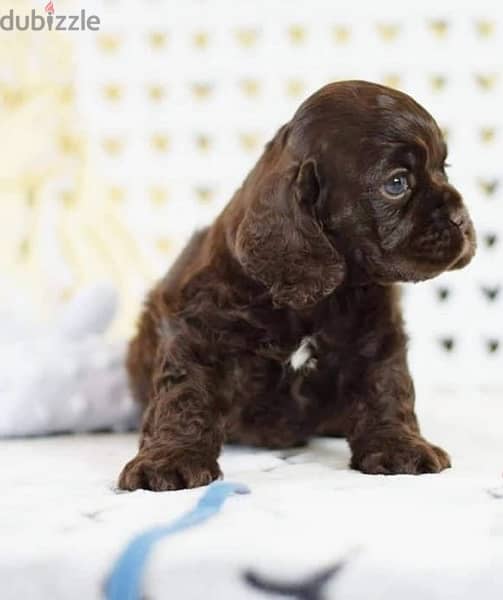 available for sale top quality American cocker puppies 5