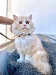 قطة شيرازي للجواز