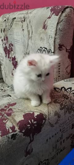 قطط شيرازي للبيع عمر 45يوم