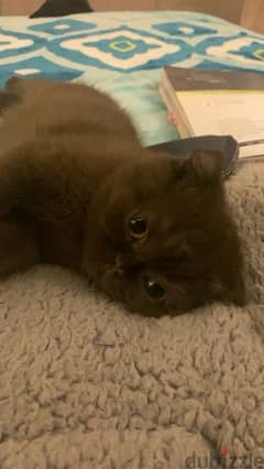 Female brown chocolate Scottish fold kitten