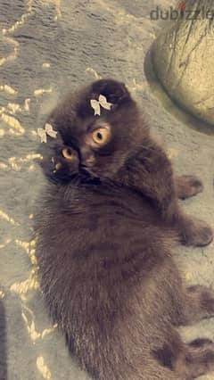 Female royal black Scottish fold kitten