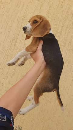 Beagle puppy جرو بيجل