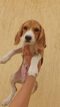 Beagle puppy جرو بيجل