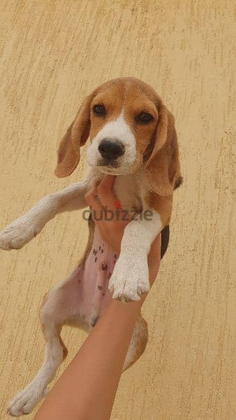 Beagle puppy جرو بيجل 1