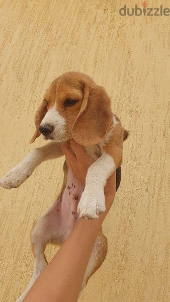 Beagle puppy جرو بيجل 2