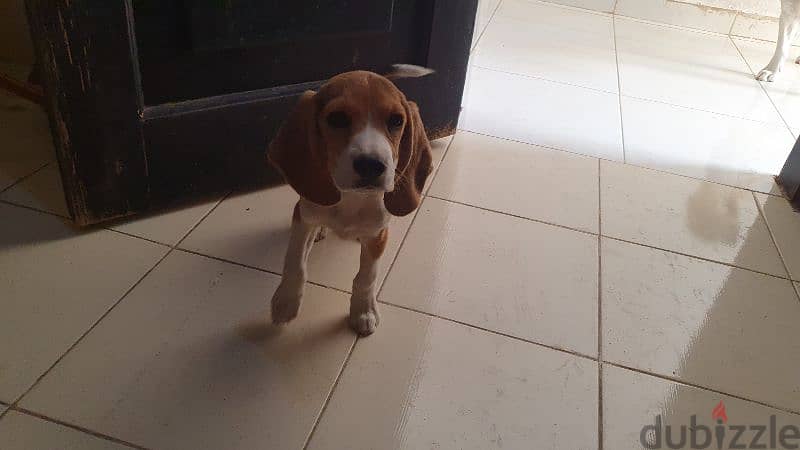 Beagle puppy جرو بيجل 4