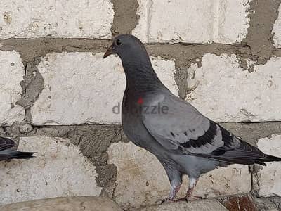 حمام زغاليل جمعيات للبيع