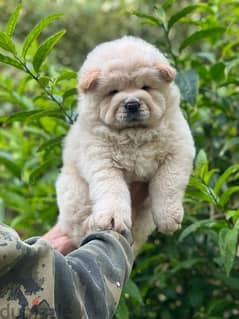 chow chow puppy 0