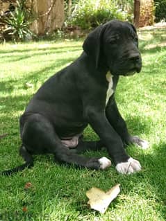 GREAT DANE PUPPIES FOR SALE