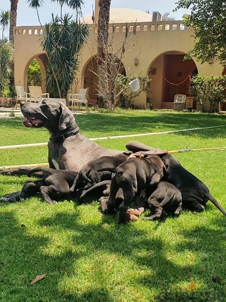 GREAT DANE PUPPIES FOR SALE 1