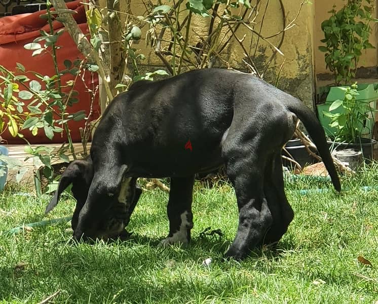 GREAT DANE PUPPIES FOR SALE 2