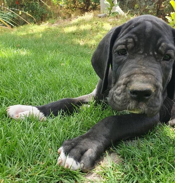 GREAT DANE PUPPIES FOR SALE 3