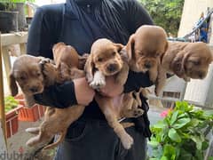 One month old cocker spaniel sale 3 female and 2 male