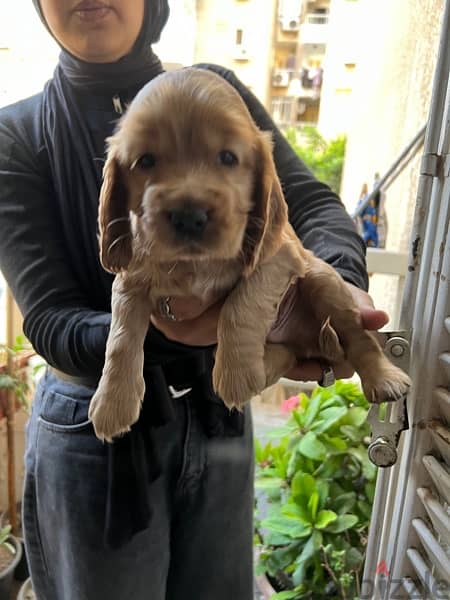 One month old cocker spaniel sale 3 female and 2 male 1