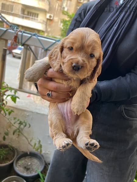 One month old cocker spaniel sale 3 female and 2 male 2