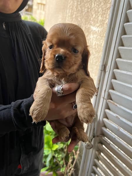 One month old cocker spaniel sale 3 female and 2 male 3