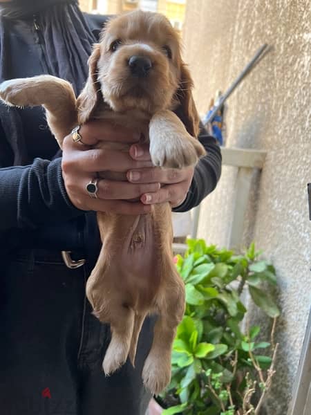 One month old cocker spaniel sale 3 female and 2 male 4