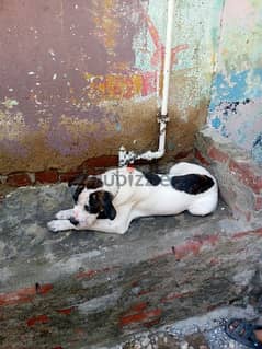 كلب دوجو أرجنتيني للبيع بسعر 8500 0