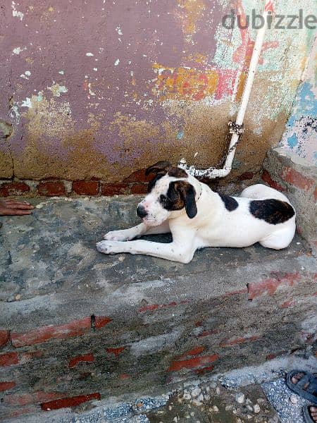 كلب دوجو أرجنتيني للبيع بسعر 8000 1